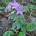 Campanula trachelium L.<br />Campanulaceae<br /><br />Campanula selvatica<br />Campanule gantelée<br />Nesselblättrige Glockenblume