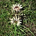 Carlina acaulis subsp. caulescens (Lam.) Scübl. & G. Martens<br />Asteraceae<br /><br />Carlina bianca<br />Carline blanche<br />Silberdistel