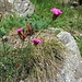Dianthus carthusianorum L.<br />Caryophillaceae<br /><br />Garofano dei Certosini<br />Oeillet des Chartreux<br />Kartäuser-Nelke