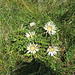 herrliche Silberdistel