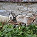 incontri all'Alpe Tamia