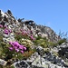 fioriture di cresta