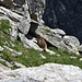 marmotta