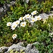 margherita alpina