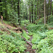 Durch den Wald nach Nüchternbrunn