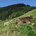Langsam geht der Alpsommer zu Ende...