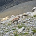 Eines der wenigen Steinbockphotos welches scharf geweorden ist.