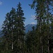 Blick durch Baumruinen zum Estergebirge


