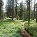 wünderschöne Moorlandschaft mit unzähligen Heidelbeerpflanzen kurz unterhalb des Ällgäuli