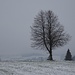 leicht winterlich und düster - doch mit stattlichem, filigranem, Baum unterwegs ...