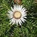 Wunderschöne Distel