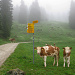 Die Kühe wirken bei dem Wetter nicht sonderlich motiviert