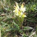 Botanisches Kleinod - das seltene [http://de.wikipedia.org/wiki/Buntes_L%C3%A4usekraut Bunte Läusekraut] (Pedicularis oederi)