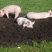 denke, diese Schweine fühlen sich wohl...