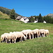 <b>Un gregge di pecore mi dà la dimostrazione di come questi ovini si organizzano per ottenere ombra anche in assenza di piante: si raggruppano strette le une alle altre e cacciano la testa sotto la pancia della vicina.</b>