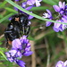 "Busy Bumble Bee" wohl auf einer gewöhnlichen Kreuzblume (Polygala vulgaris)