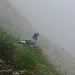 Sogar eine Taube hat sich in dem Nebel auf den Gantrisch verirrt