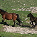 Zwei Pferde in der Nähe von Hahlići. 
Speziell vorallem darum, da es sich hier um wilde Pferde handelt.