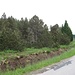 Latschenartiger Nadelbaumbewuchs an der Straße im Alenvorland (!)