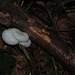 Komischer Pilz