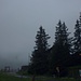 Leider schon fast Tradition: Nebel und Regen auf meinen Obwalder Bergtouren.<br /><br />Foto von unserem Ausgangspunkt Alp Älggi (1636m).