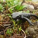 Ein Berglurch ;-)<br /><br />Alpensalamander (Salamandra atra).