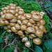 Goldtupfer am Wegrand
