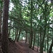 Der Langegggratweg führt durch diesen Eibenwald