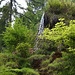 Der Quellbach ergiesst sich vom Fels herunter