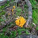 Oranger Korallenpilz