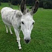 Schickst du mir die Foto, bitte?
