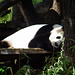 Zoo di Berlino: panda gigante delle montagne del Sichuan.