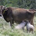 Alpe sopra Canaa : Latteria aperta ... a tutti !