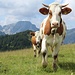 Kühe am Felderkopf