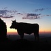 Abendstimmung bei der Scheidegg