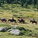 Morgentlicher Ausritt am Berninapass