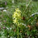 Kelch-Simsenlilie (Tofieldia calyculata)