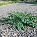 Die Distel und der Asphalt. Die Distel gewinnt.