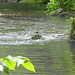 ...eine Wasseramsel ! ( cinclus cinclus -" Dipper" ) Gut zu erkennen der gestelzte Schwanz und der weiße Kehllatz. Von solchen gischtumspülten Steinen aus startet sie zu Tauchgängen auf dem Gewässergrund, wo sie Insektenlarven, Schnecken und kleine Wassertiere erbeutet.<br />Kommt an vielen Gebirgsbächen in den Alpen vor, im Harz liegen einige der nördlichsten Brutplätze Deutschlands. Höhlenbrüter, gerne unter Brücken !