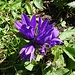Eine der wenigen Blumen heute: die Knäuel-Glockenblume