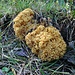 Ein grosser Korallen-Pilz