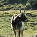 Eine Kuh mit Hörnern ....