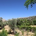 Olivenhain bei Chalki