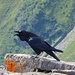 A very energetic and loud raven near the summit of Vorder Glärnisch.