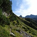 Die schöne Traverse zwischen Legföhren, vor der Alpe Piancascio