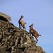 Steinböcke (Capra ibex) turnen an der Gipfelflanke vom Helsenhorn herum.