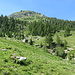 Alpe Alzasca