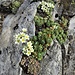 Saxifraga paniculata Mill.<br />Saxifragaceae<br /><br />Sassifraga alpina<br />Saxifrage paniculée<br />Trauben-Steinbrech, Immergrüner-Steinbrech