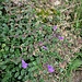 Clinopodium vulgare L.<br />Lamiaceae<br /><br />Clinopodio dei boschi<br />Sariette clinopode<br />Wirbeldost