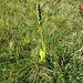 Pseudorchis albida (L.) Á. Löve & D. Löve<br />Orchidaceae<br /><br />Orchide candida<br />Orchis miel, Psudorchis blanchatre<br />Weisszunge, Weissorchis